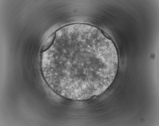 X0000112351096200909241056