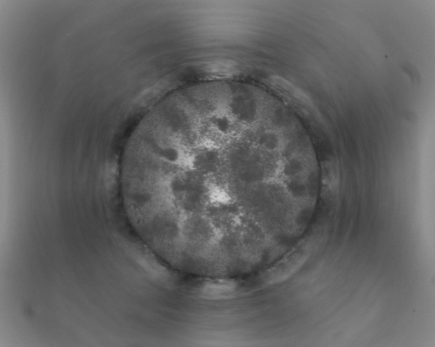 X0000112360369200908131501