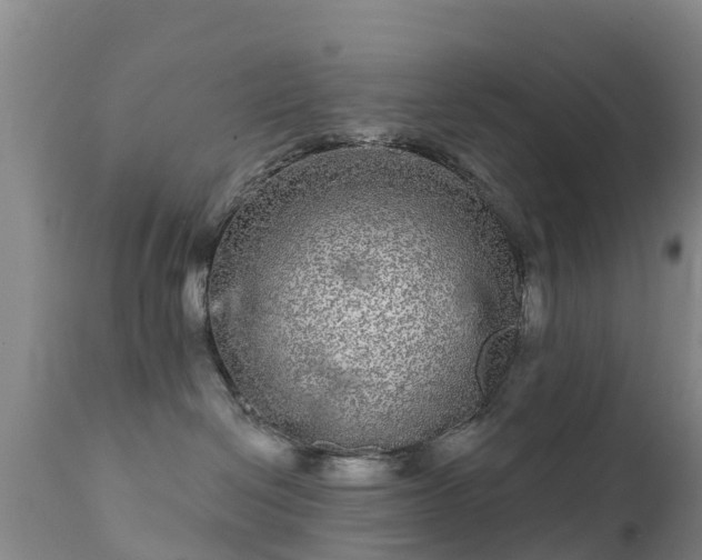 X0000112360286200908201510