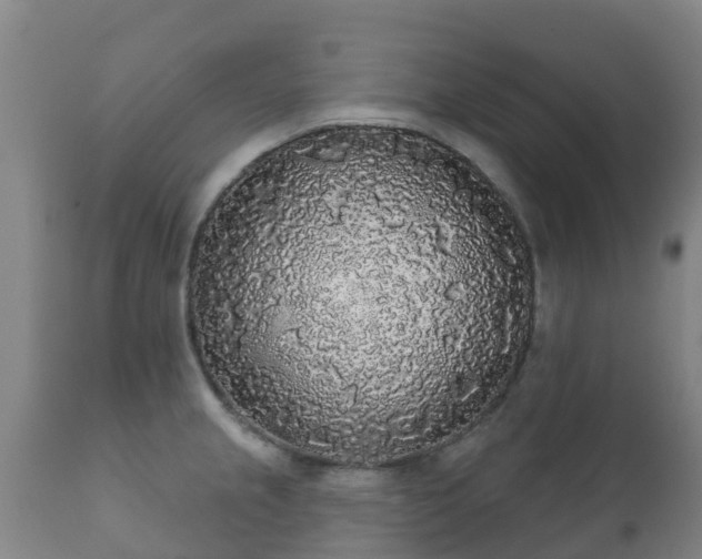 X0000112361237200908201455