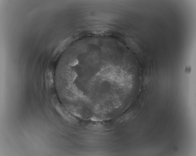 X0000112361106200909101249