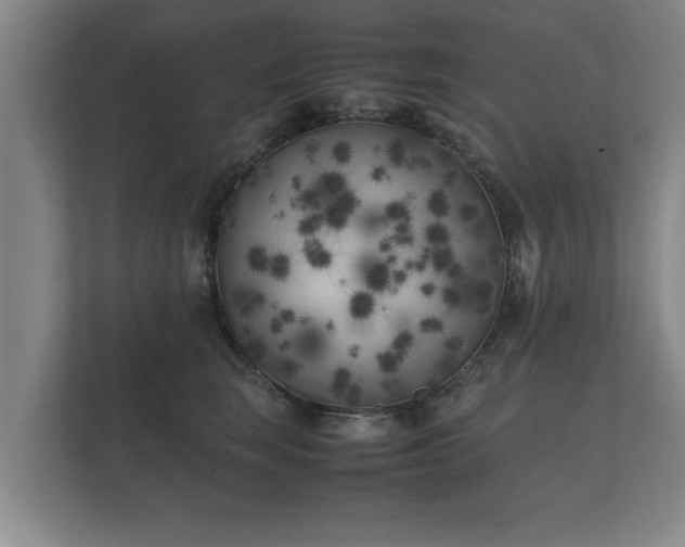 X0000112370663200908201503