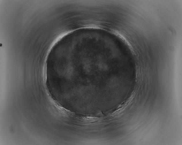 X0000112371323200908271309