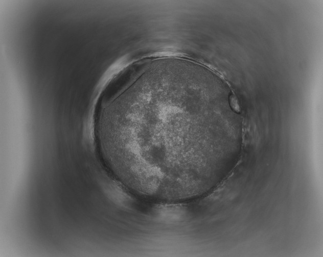 X0000112380296200908131534