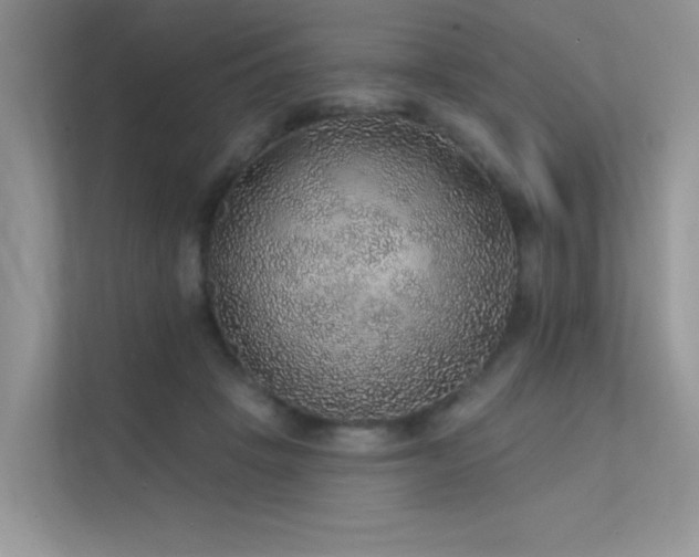 X0000112380457200908131532