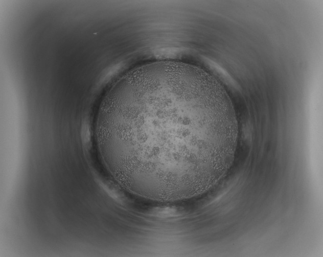 X0000112380687200908131529