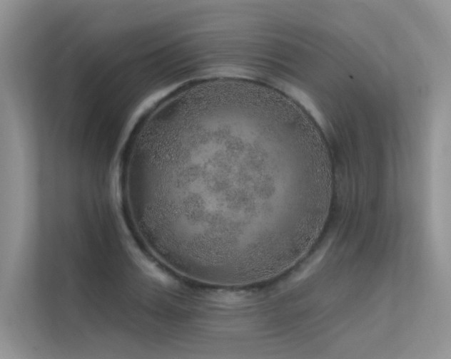 X0000112380987200908131525