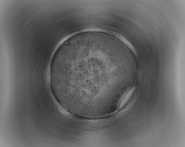 X0000112380988200908131525