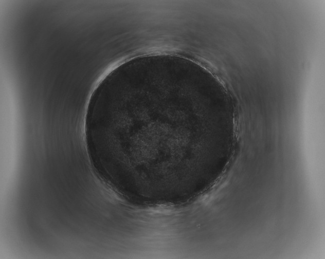 X0000112380196200908201529