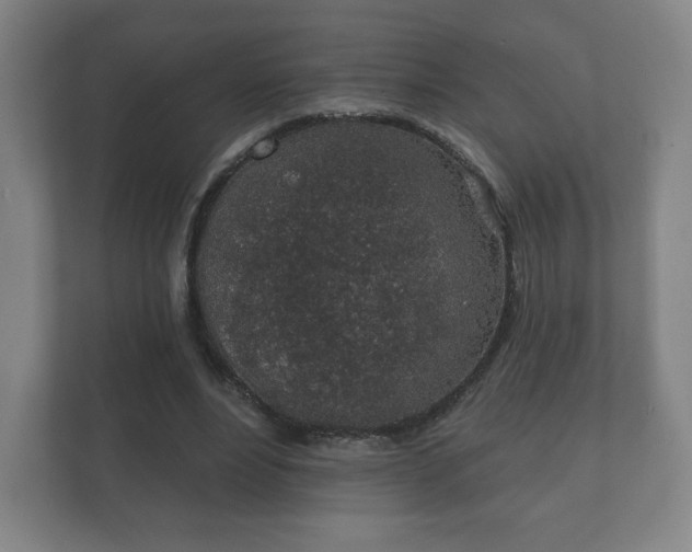 X0000112380488200908201525