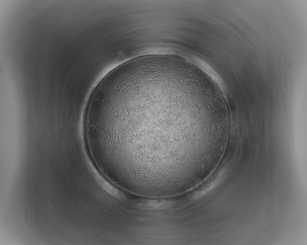 X0000112380803200908201521