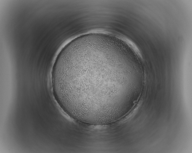 X0000112380808200908201521