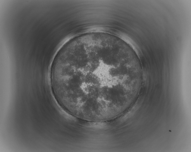 X0000112381090200908201517