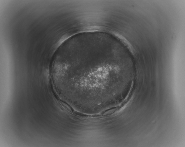 X0000112381457200908201512