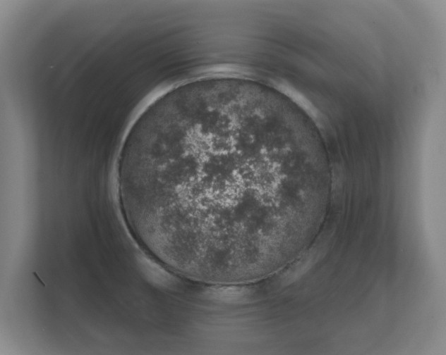 X0000112381474200908201512