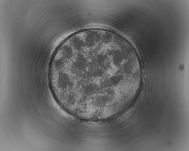 X0000112380995200909101341