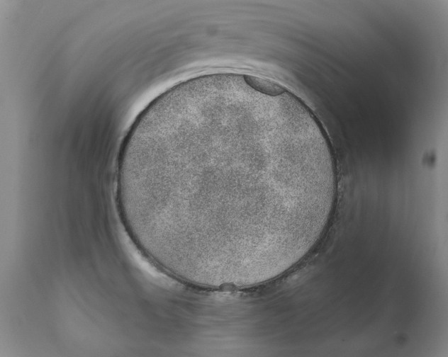 X0000112381523200909101333