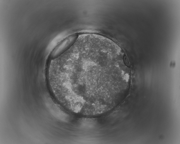 X0000112380296200909241221