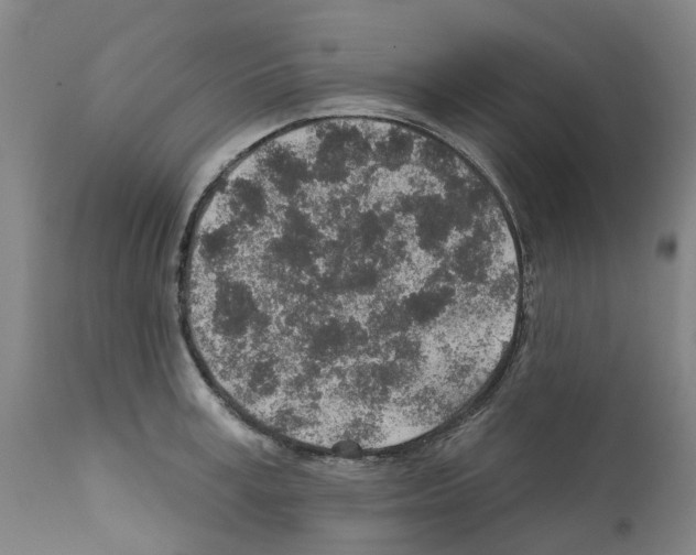 X0000112380995200909241210