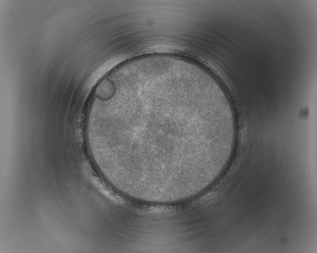 X0000112381026200909241209