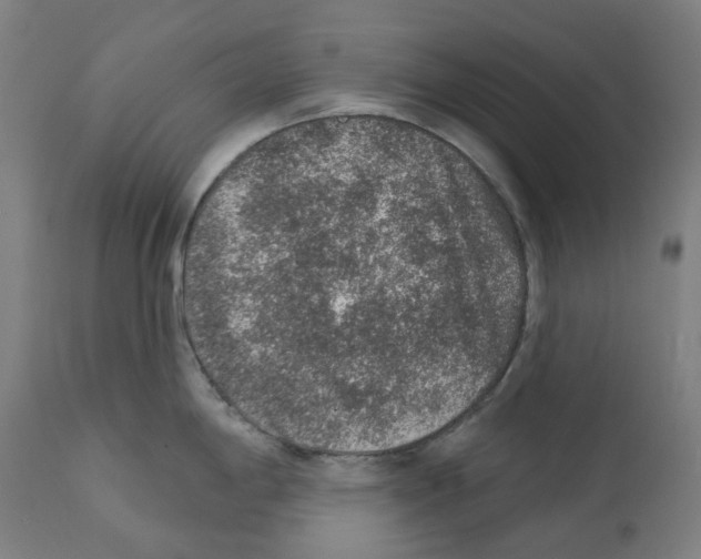 X0000112381198200909241207