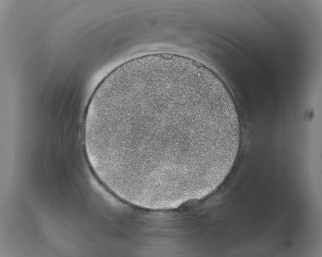 X0000112381527200909241202