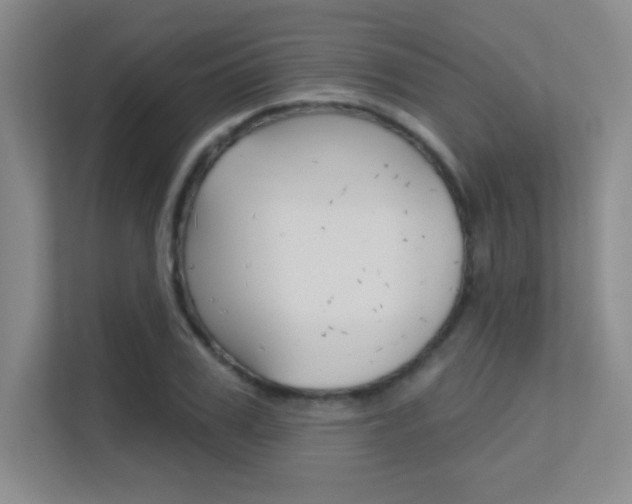 X0000112390979200908131340