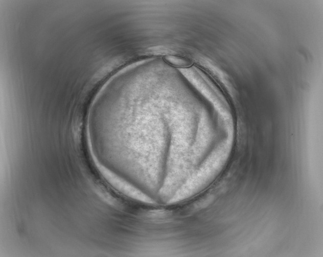 X0000112390153200909032021