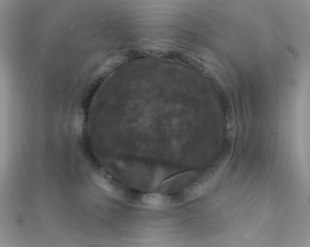 X0000112390231200909032020