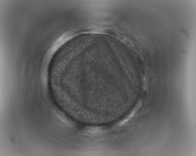 X0000112390295200909032019