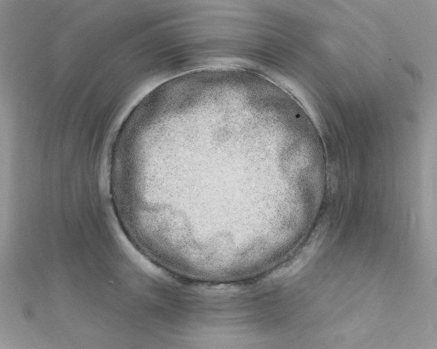 X0000112390851200909032012