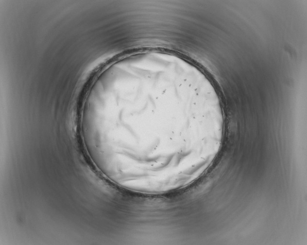 X0000112390979200909032010