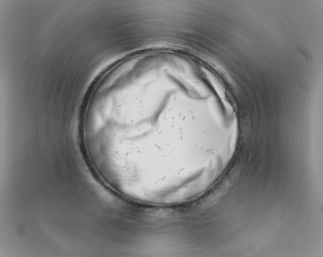 X0000112390991200909032010