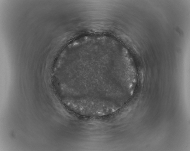 X0000112391009200909032009