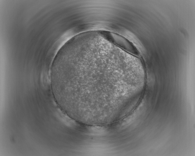 X0000112391097200909032009