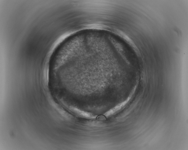 X0000112391323200909032006