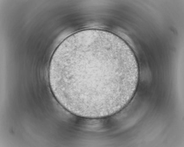 X0000112391338200909032006