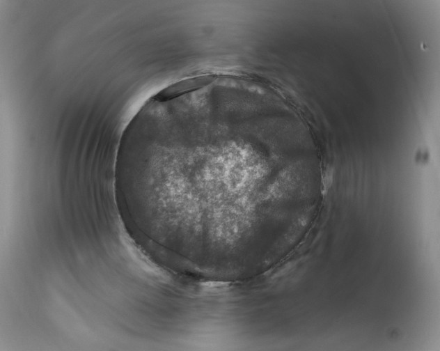 X0000112390052200909101421