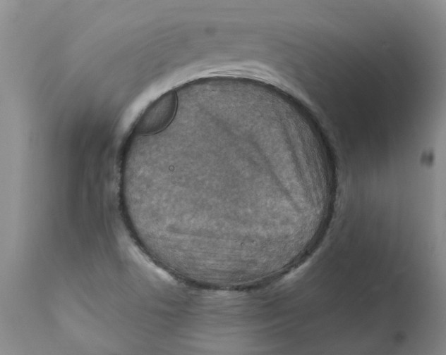 X0000112391506200909101358