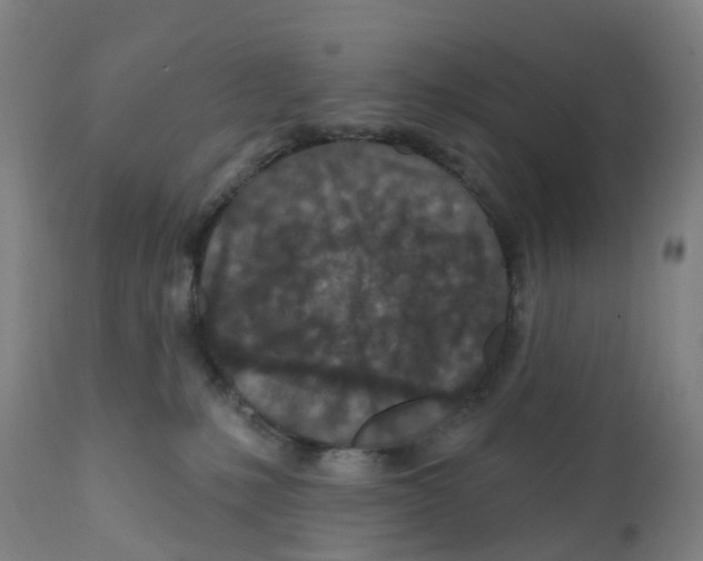 X0000112390231200909241246