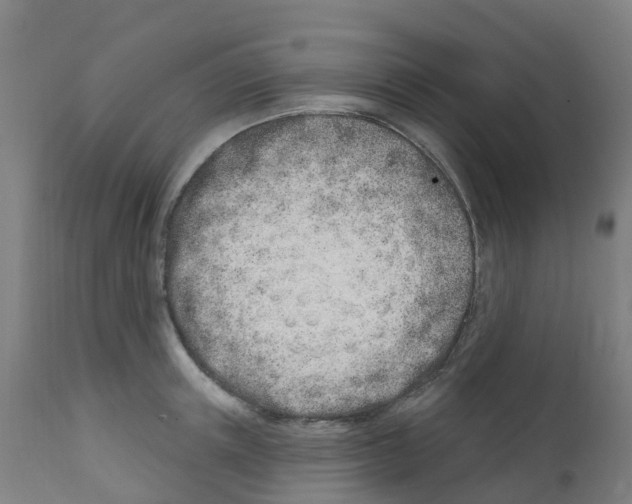 X0000112390851200909241237