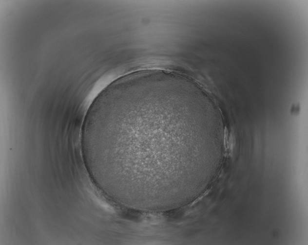 X0000112400099200908281800