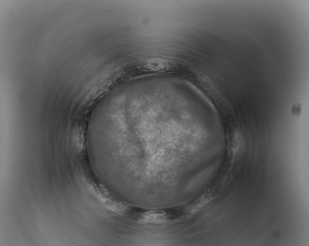 X0000112400606200908281752