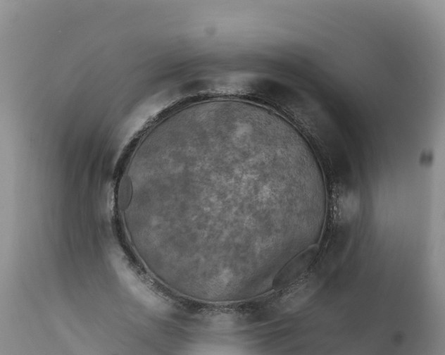 X0000112400726200908281750