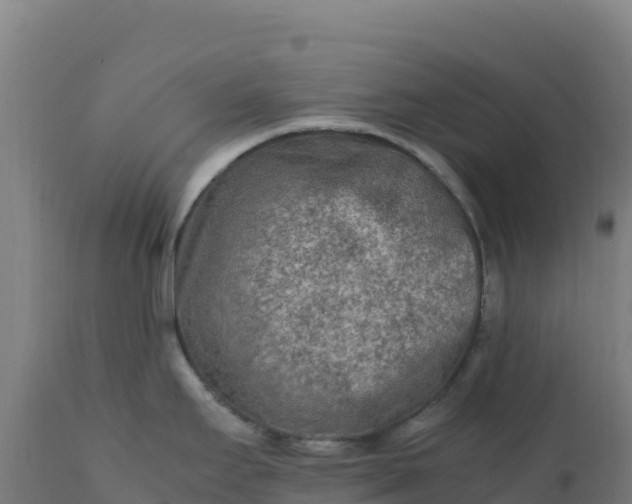 X0000112401295200908281741