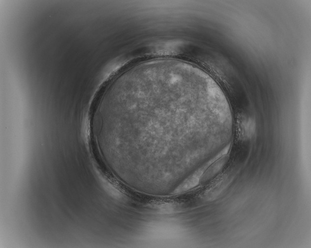 X0000112400726200909041335