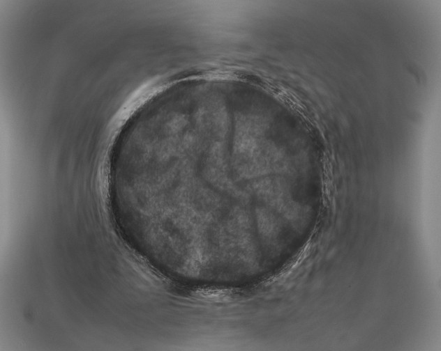 X0000112400295200909110935