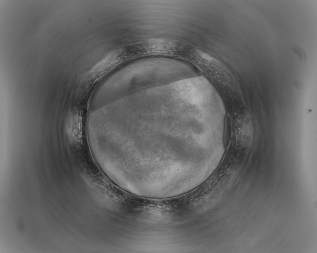 X0000112400696200909110929
