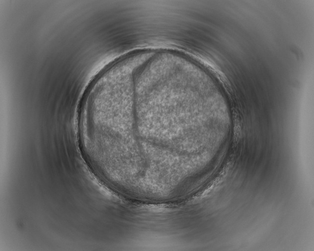 X0000112400990200909110925