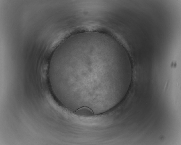 X0000112410018200908211133